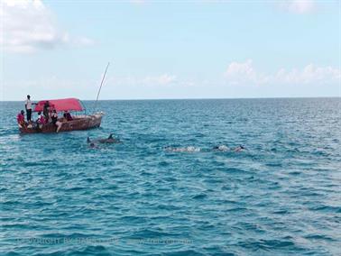 Swimming with dolphins, Zanzibar, DSC07850b